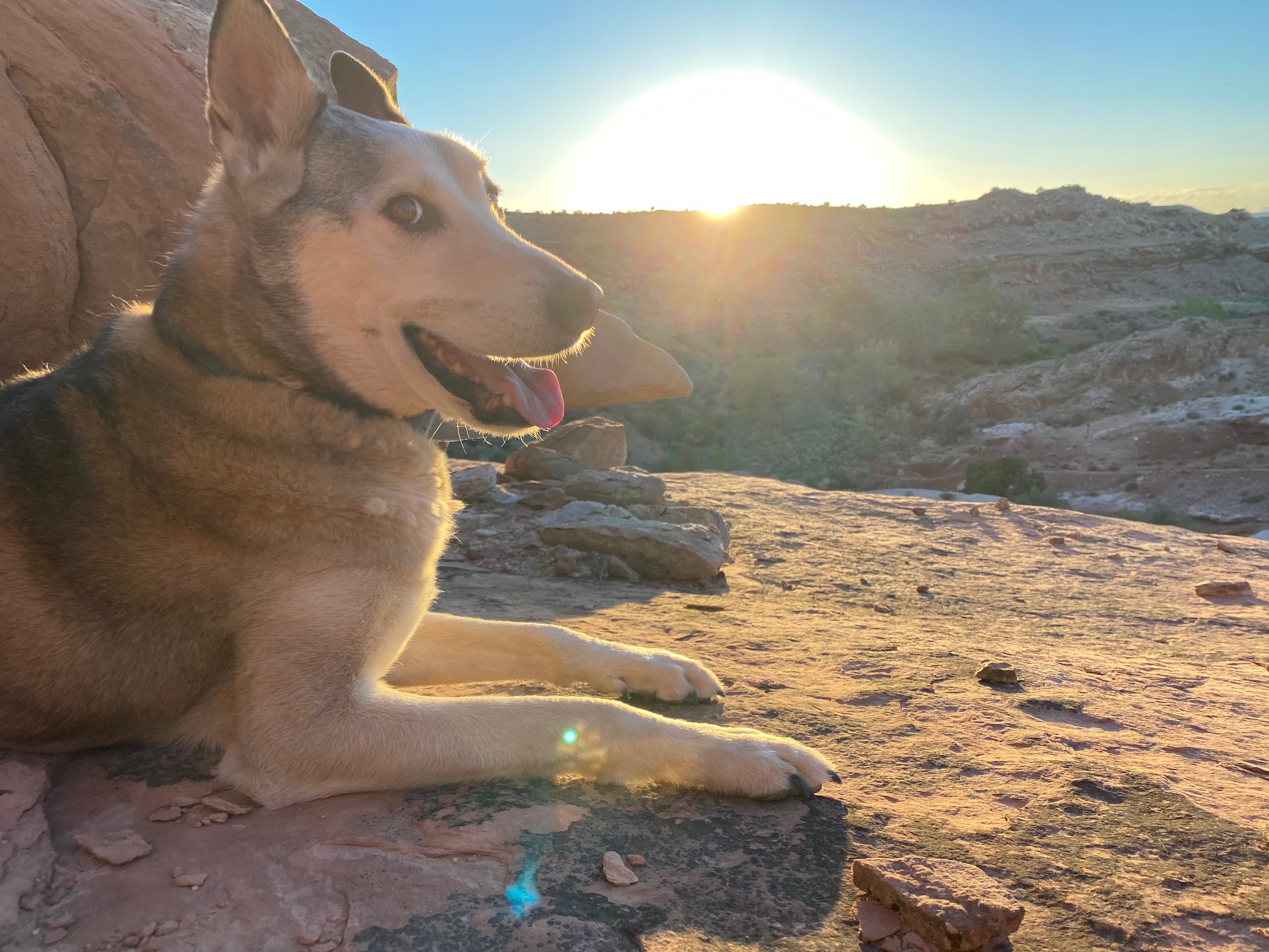 The original photo: a husky resting on red rock at sunset